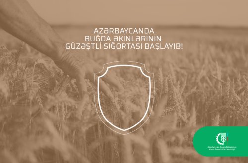 Azərbaycanda buğda əkinlərinin güzəştli sığortası başlayıb