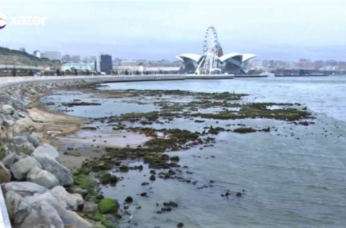 Bulvarda heyrətləndirən mənzərə - Xəzərdəki bu vəziyyət nədən xəbər verir? - VİDEO