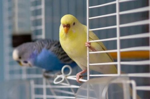 Россиянин украл из зоомагазина попугаев для своей девушки