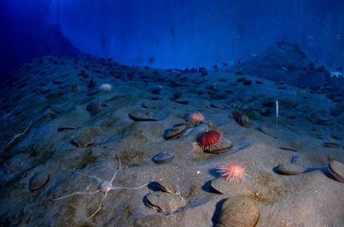 Okeanın dərinliklərində elmə məlum olmayan yeni yırtıcılar kəşf olundu - FOTO