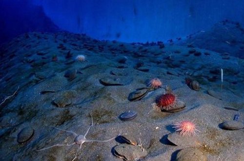 Okeanın dərinliklərində elmə məlum olmayan yeni yırtıcılar kəşf olundu - FOTO