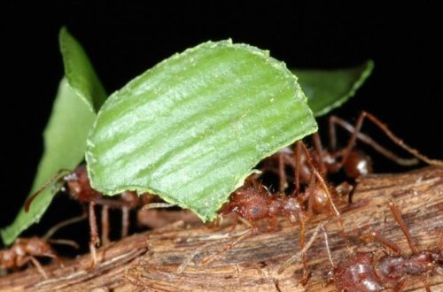 Муравьи могут вырабатывать сильнодействующее противогрибковое средство