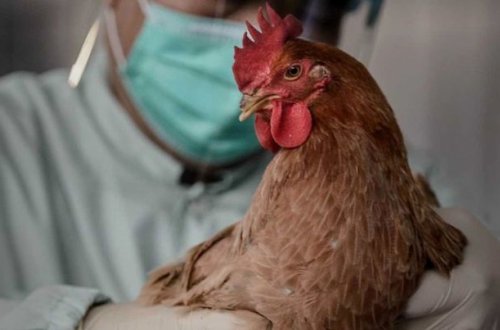 Cənubi Koreyada 22 milyona yaxın quş məhv edildi