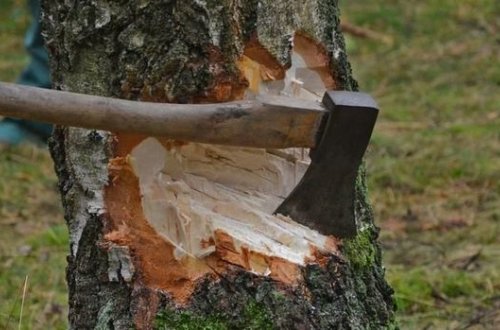 В лесничестве зафиксирован факт незаконной вырубки, полиция ищет виновных