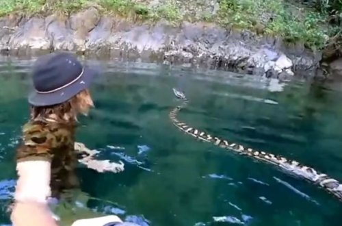 Gənc oğlan üç metrlik ilanla birlikdə çayda üzdü - VİDEO