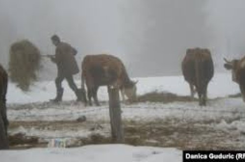 “Heyvanlar Azərbaycan tərəfə keçir və geri qayıtmır” – Erməni kəndlilər