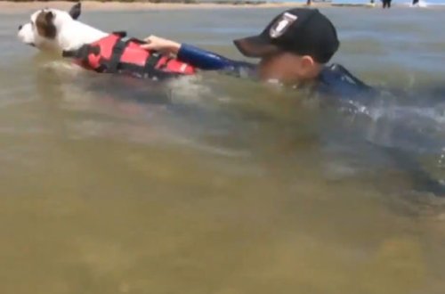 İt çayda boğulma təhlükəsi ilə üzləşən uşağın həyatını son anda xilas etdi - VİDEO