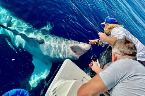 Köpək balığı ilə təhlükəli oyun oynadı - FOTO/VİDEO