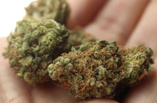 У жителя Самуха изъяли более 9 кг марихуаны - ФОТО