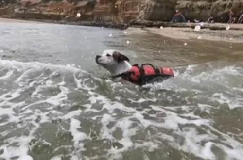 Собака в последний момент спасла тонущего в реке мальчика - ФОТО/ВИДЕО