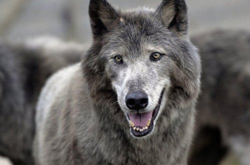 Azərbaycanda vəhşi heyvan və quşların sayı artıb