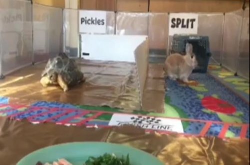 Tısbağa qaçışda dovşanı ötdü - VİDEO