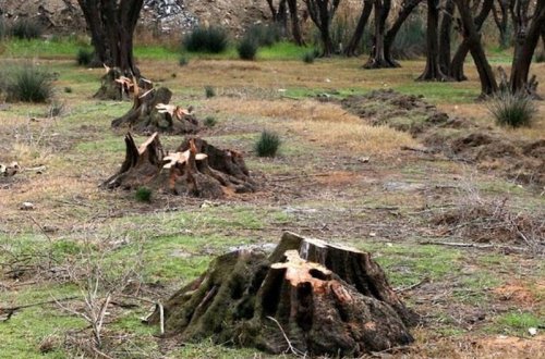 Ermənilər 54 min hektar meşə sahəsini məhv edib - RƏSMİ