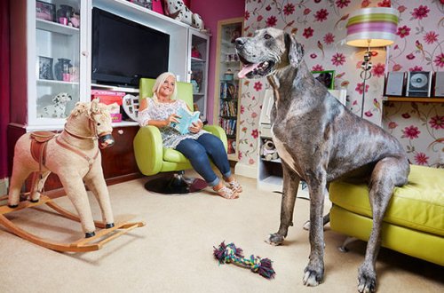 Умерла самая высокая в мире собака