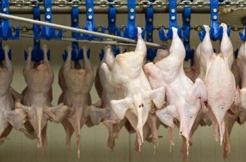 Quş əti ilə bağlı sahibkarlara MÜRACİƏT