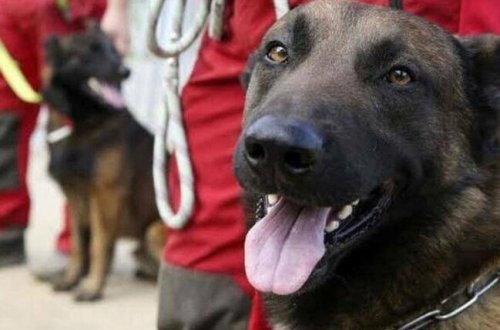 Alimlərdən YENİLİK: Bu xəstələri itlər iyləyəcək və...