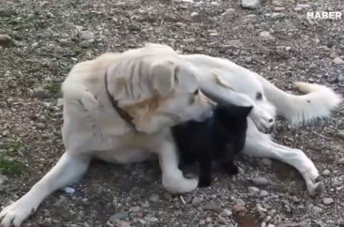 Öz küçüklərindən məhrum olan it pişik balasına analıq edir – VİDEO