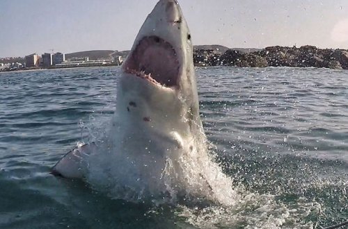 Balıqçı və köpək balığının ov davası - VİDEO