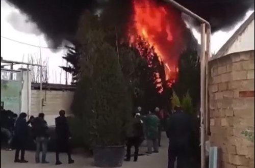 SON DƏQIQƏ!Bakıda satışda olan 108 ədəd ağac yanıb - VİDEO