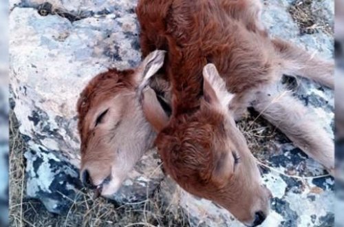 İnək ikibaşlı buzov dünyaya gətirdi – VİDEO