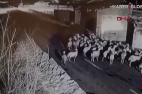 Sürüyə hücum edən canavar kameraya düşdü – VİDEO