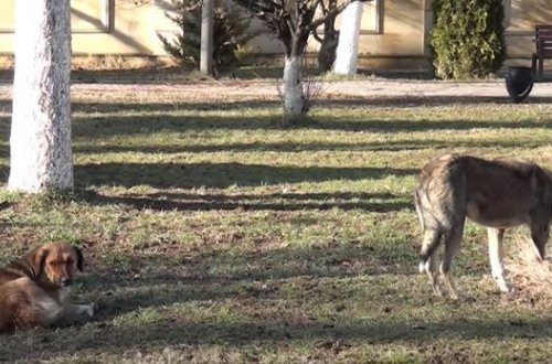 Quba sakinlərinin sahibsiz it kabusu - VİDEO
