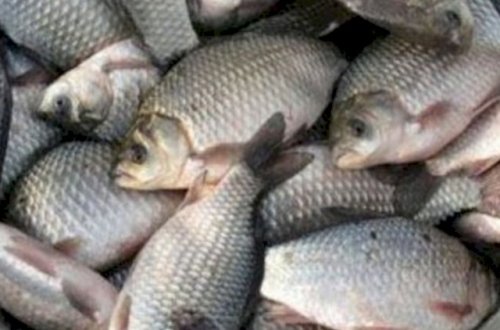 Rusiyadan Azərbaycana gətirilən vaxtı keçmiş balıq məhsulları saxlanıldı