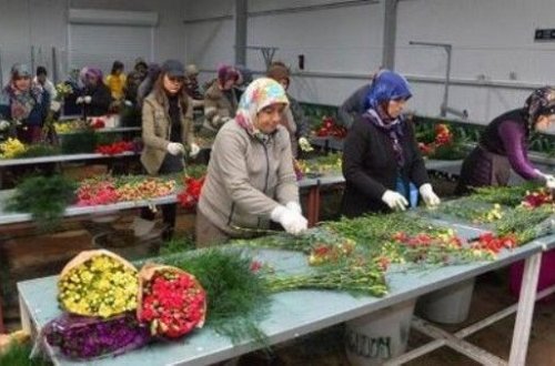 Türkiyə dünya ölkələrinə 70 milyon gül göndərib