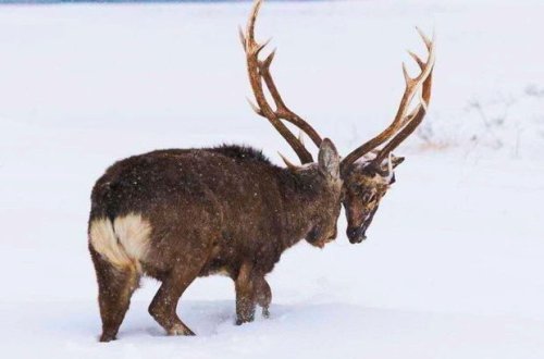 Rəqibinin başını qopardan maralın görüntüsü şok yaratdı – FOTO/VİDEO