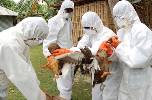 Quş qripi tapılan bu ölkədə fövqəladə hal elan edildi