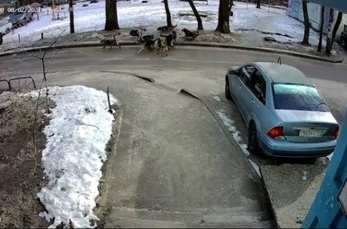 Sürü ilə gəzən itlər məktəbli qıza hücum etdi - VİDEO