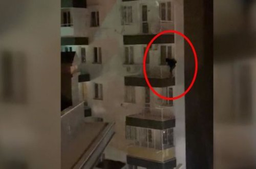 “Hörümçək oğru” binaya dırmaşdığı kimi düşməyə məcbur edildi - VİDEO