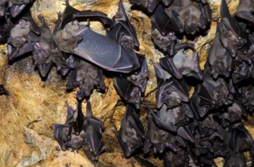 Koronavirusa bənzəyən yeni virus kəşf edildi - FOTO