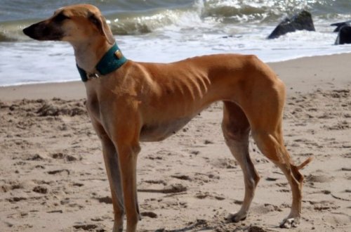 Koronavirus xəstələrini müəyyən etmək üçün itlərdən istifadə olunacaq