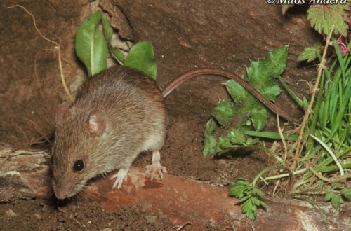 İYRƏNC HADİSƏ: Sağ qalmaq üçün 33 gün SİÇAN YEDİLƏR - FOTO