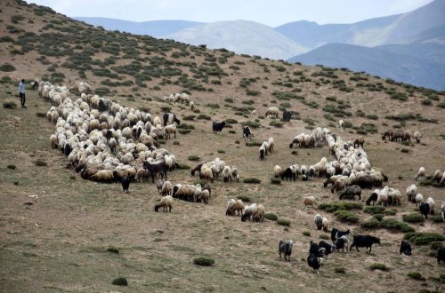 Azərbaycan-Ermənistan sərhədində insident – Qoyun sürüsü qalmaqala səbəb oldu
