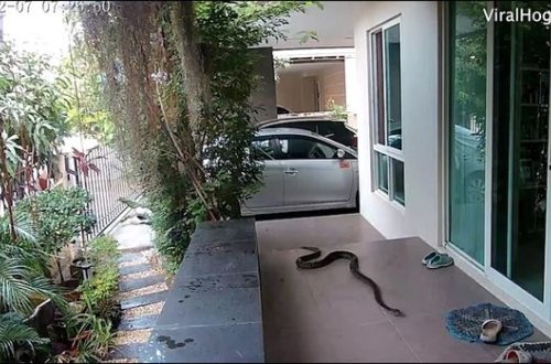 İlan sahibinin gözü qarşısında pişiyə hücum etdi - VİDEO