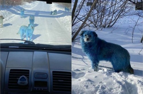 Moskva ətrafında mavi-yaşıl itlər sakinləri qorxutdu – VİDEO