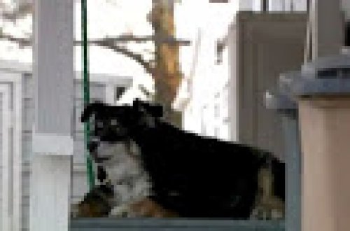 Bu köpəyə sahibindən 5 milyon dollar miras qalıb - Foto