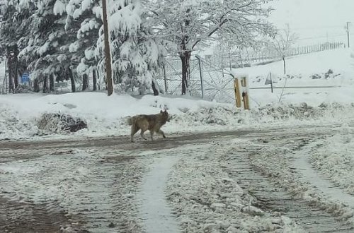 Türkiyədə şəhər mərkəzində canavar peyda olub – VİDEO