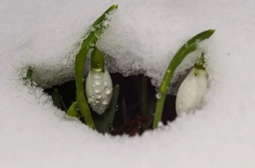 Türkiyədə gülü qoparmağa görə cəza 20 min manat oldu - FOTO