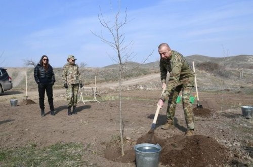 Ильхам Алиев и Мехрибан Алиева посадили в Зангилане чинары - ФОТО