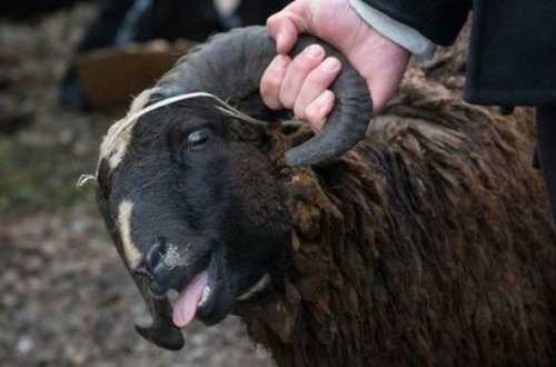 В Имишли задержан подозреваемый в краже скота