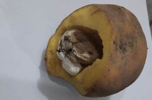 Həbsdə olan yeznəsinə narkotik aparan şəxs saxlanılıb