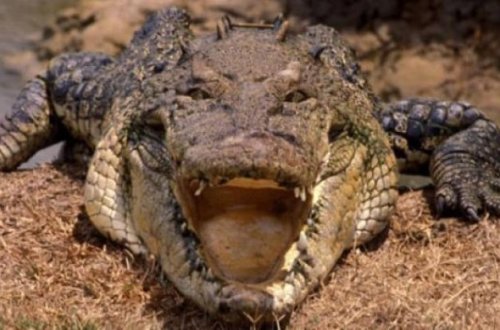 Balıq ovuna çıxan yaşlı adam timsaha yem oldu - QORXUNC...