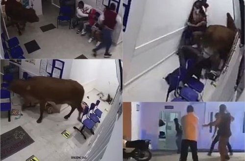 Xəstəxanaya cuman qəzəbli inək pasiyentləri ayaqları altına aldı - VİDEO