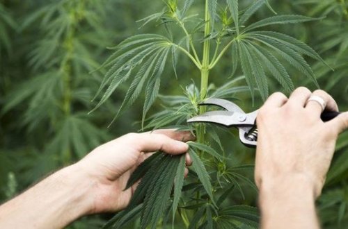 В Зардабе задержан подозреваемый в выращивании конопли - ВИДЕО