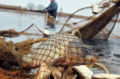Su kanalında balıqların nəslinin kəsilməsinə səbəb olan torlarla bağlı RƏSMİ AÇIQLAMA - FOTO