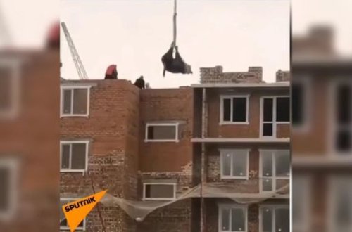 Tikinti sahəsinin üzərindən inək “uçdu” – VİDEO