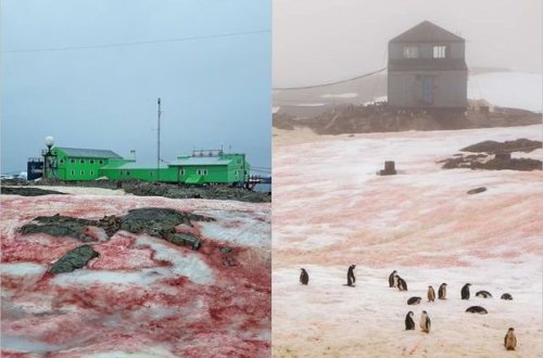 Antarktida “qanlı” qar örtüyünə bürünüb - FOTO